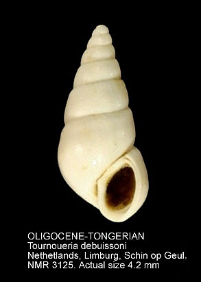 OLIGOCENE-TONGERIAN Tournoueria debuissoni.jpg - OLIGOCENE-TONGERIAN Tournoueria debuissoni (Bouillet,1834)